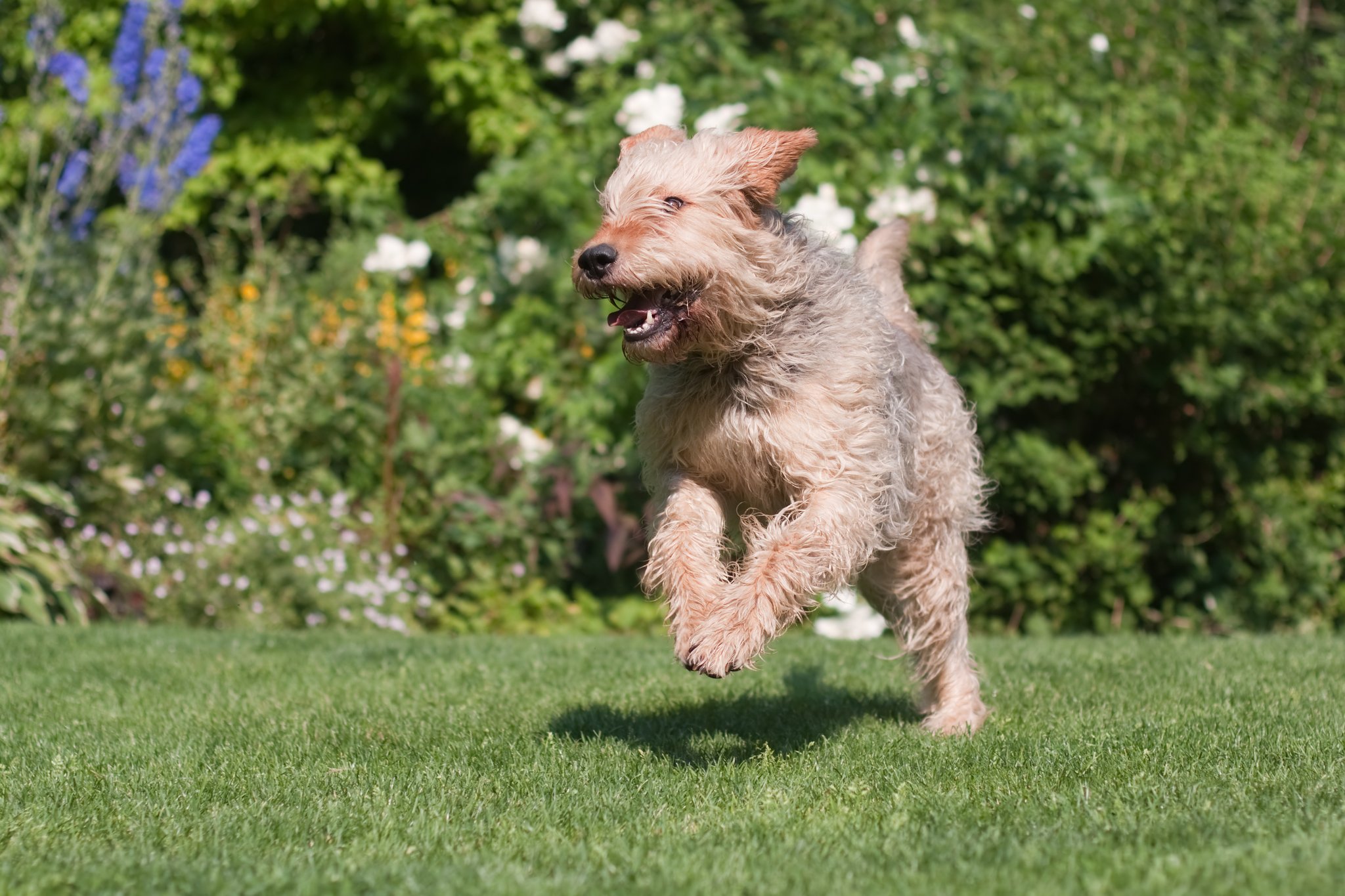 Otterhound – die wasserliebende Spürnase
