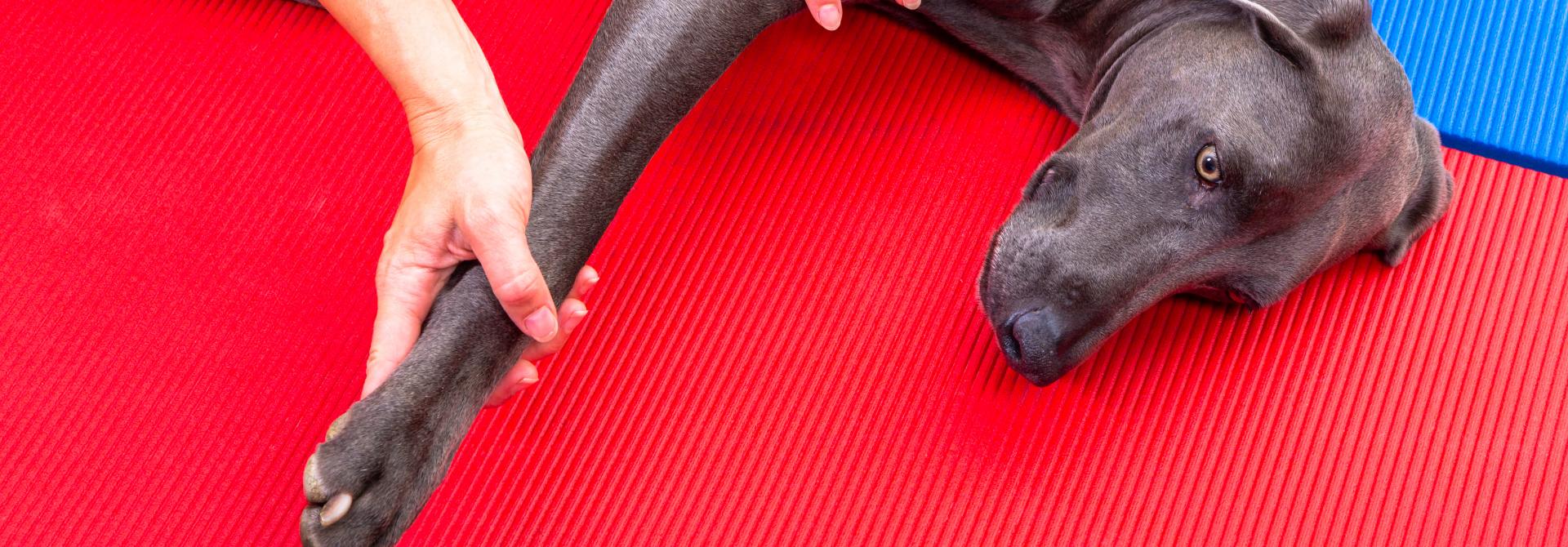 Hund wird massiert