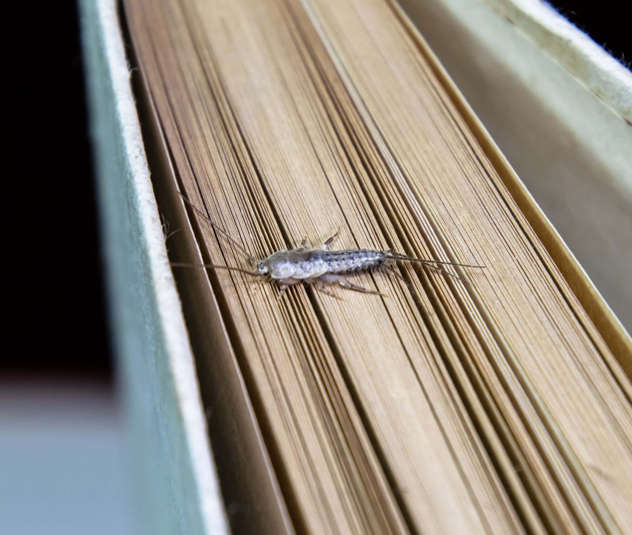Silberfischchen: Ein Ur-Insekt mit einer Vorliebe für Bücher