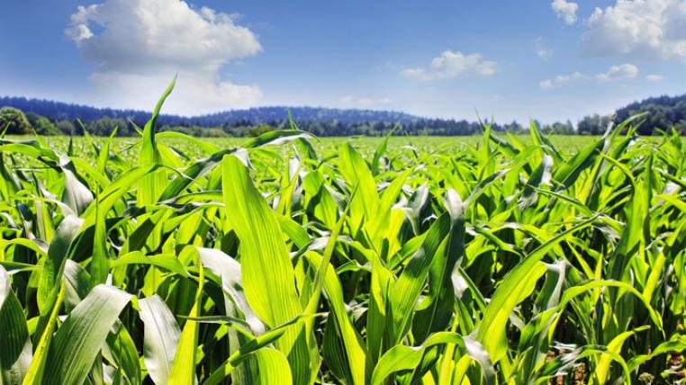 field-pixabay.jpg