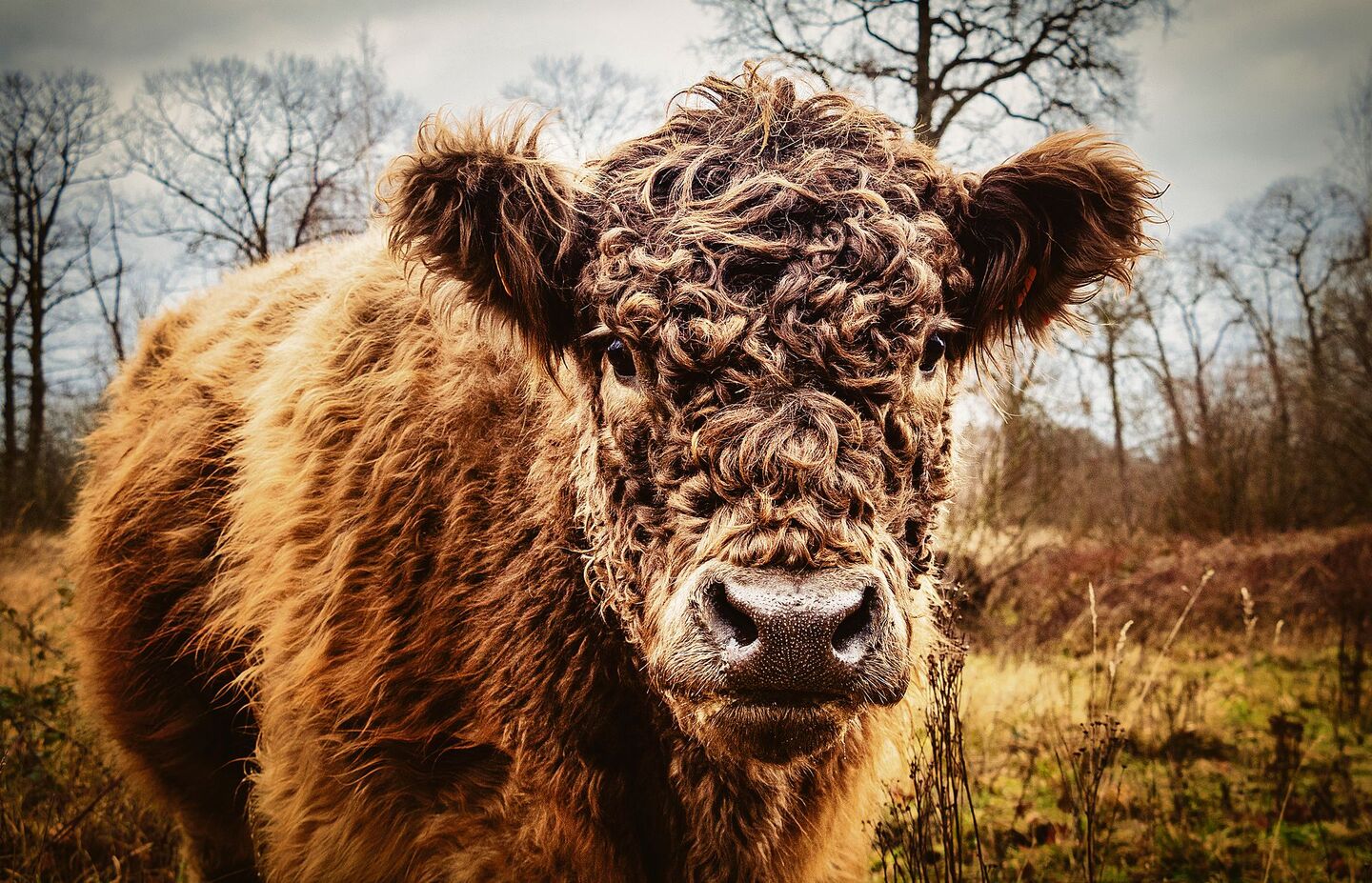 Galloways sind robust und geniessen es, ganzjährig draussen gehalten zu werden.