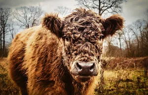Galloways sind robust und geniessen es, ganzjährig draussen gehalten zu werden.