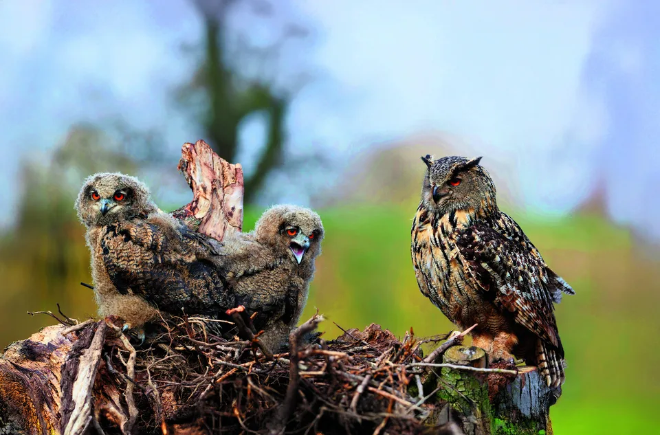 f4fe439953d2c0bbe1e05931aee0bbf76c80f0723f431317097bc3c11b5a05a0 Dank weltweiter Schutzmassnahmen stabilisiert sich die Uhu-Population.