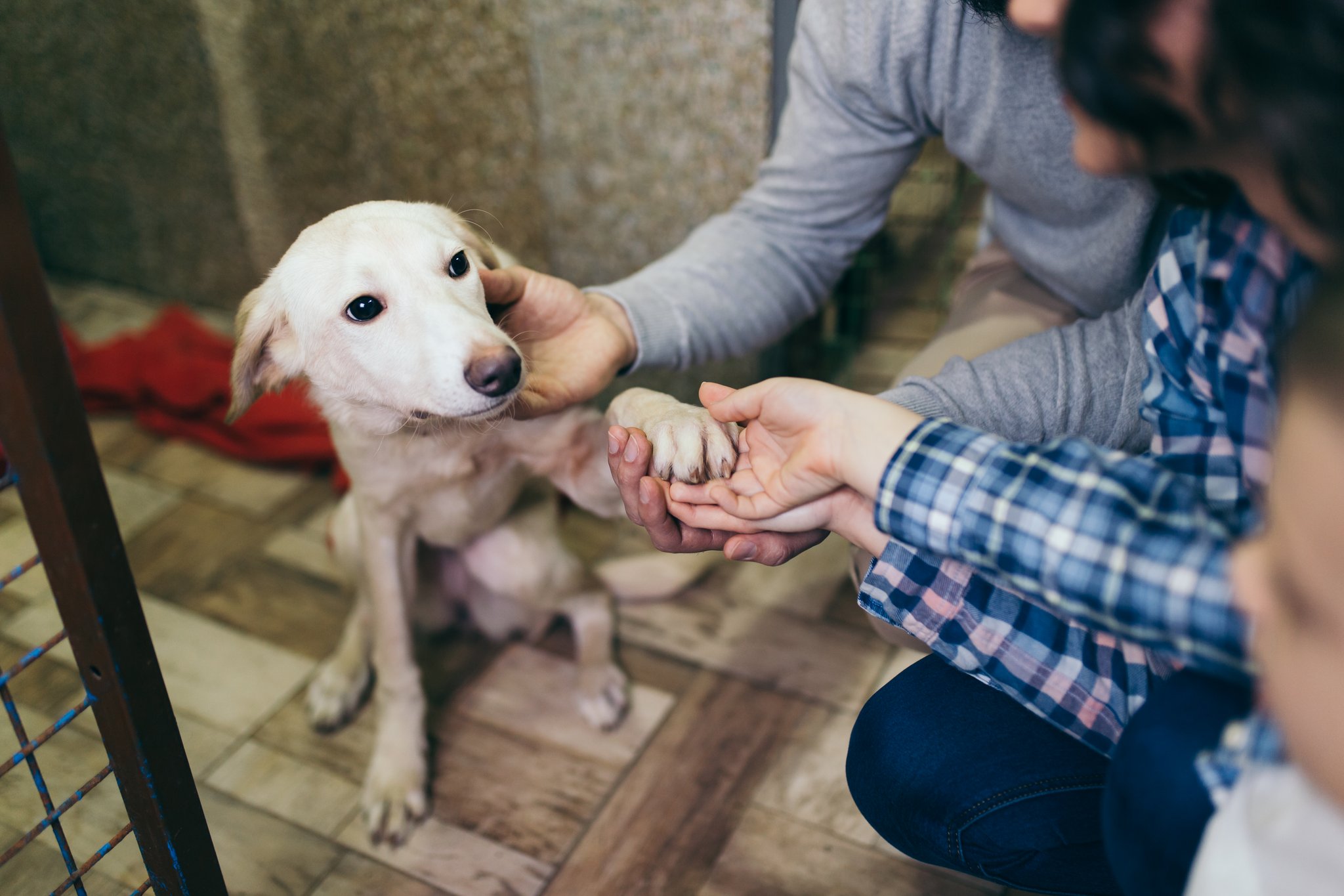 Kampagne ruft zur Adoption von Tieren aus dem Tierheim auf
