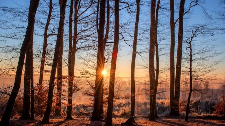 Sonne scheint in den Wald