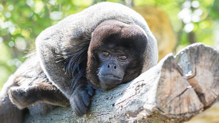 Wollaffen im Zoo Basel