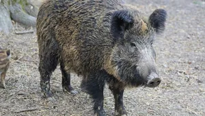 Ein Übergreifen von Wildschweinen auf Hausschweinbestände konnte Belgien verhindern (Symbolbild).