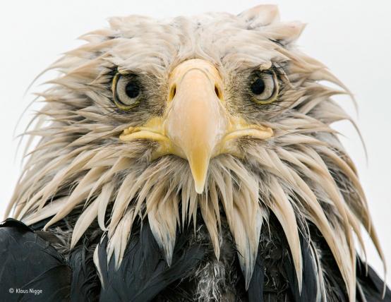 01-Bold-eagle-Klaus-Nigge-Wildlife-Photographer-of-the-Year.jpg
