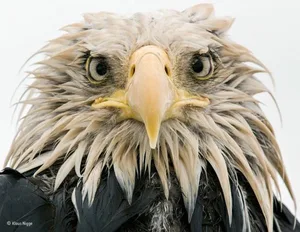 Der deutsche Fotograf Klaus Nigge hat ein vertrautes Verhältnis zu den Weisskopfseeadlern in Alaska.