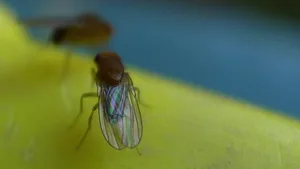 Die Queensland-Fruchtfliege versetzt die neuseeländischen Obst- und Gemüseproduzenten in Angst und Schrecken.