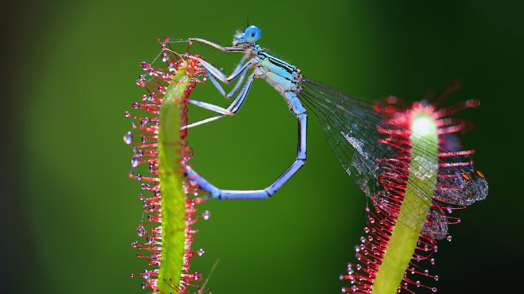 Libelle.jpg