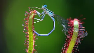 Gefangen» – Die Technik machts möglich und führt uns Menschen die Schönheit der Natur vor Augen.