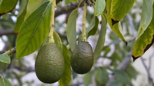 Der Anbau von Avocados bedroht in Mexico die Regenwälder.