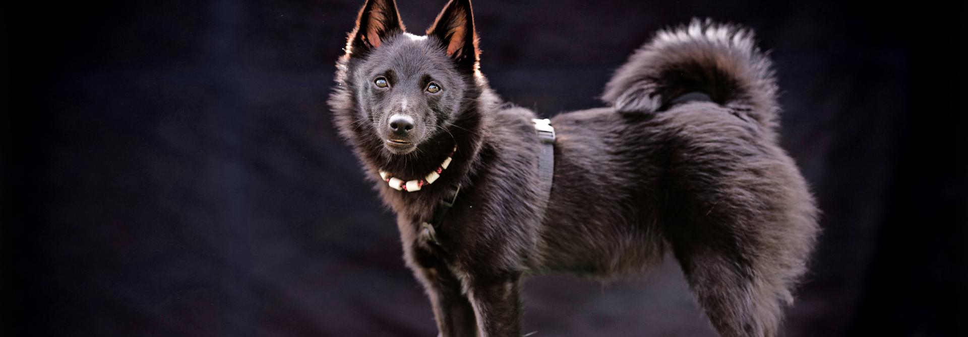 Schipperke