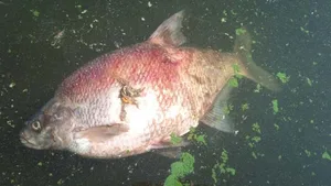 In einem Bach bei Horw LU sind wegen Verschmutzung Fische gestorben (Symbolbild).