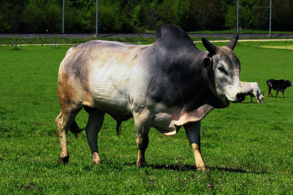 Der Zebu-Stiervon Bätterkinden.