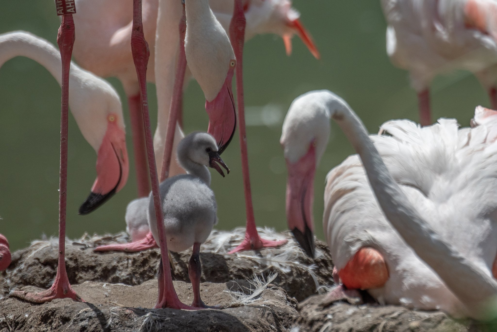 Flamingo-Junge im Dählhölzli geschlüpft