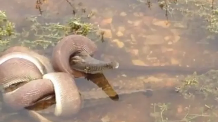 c425f6b76d430921475bd226257cbab46e3f8143 crocosnake.png