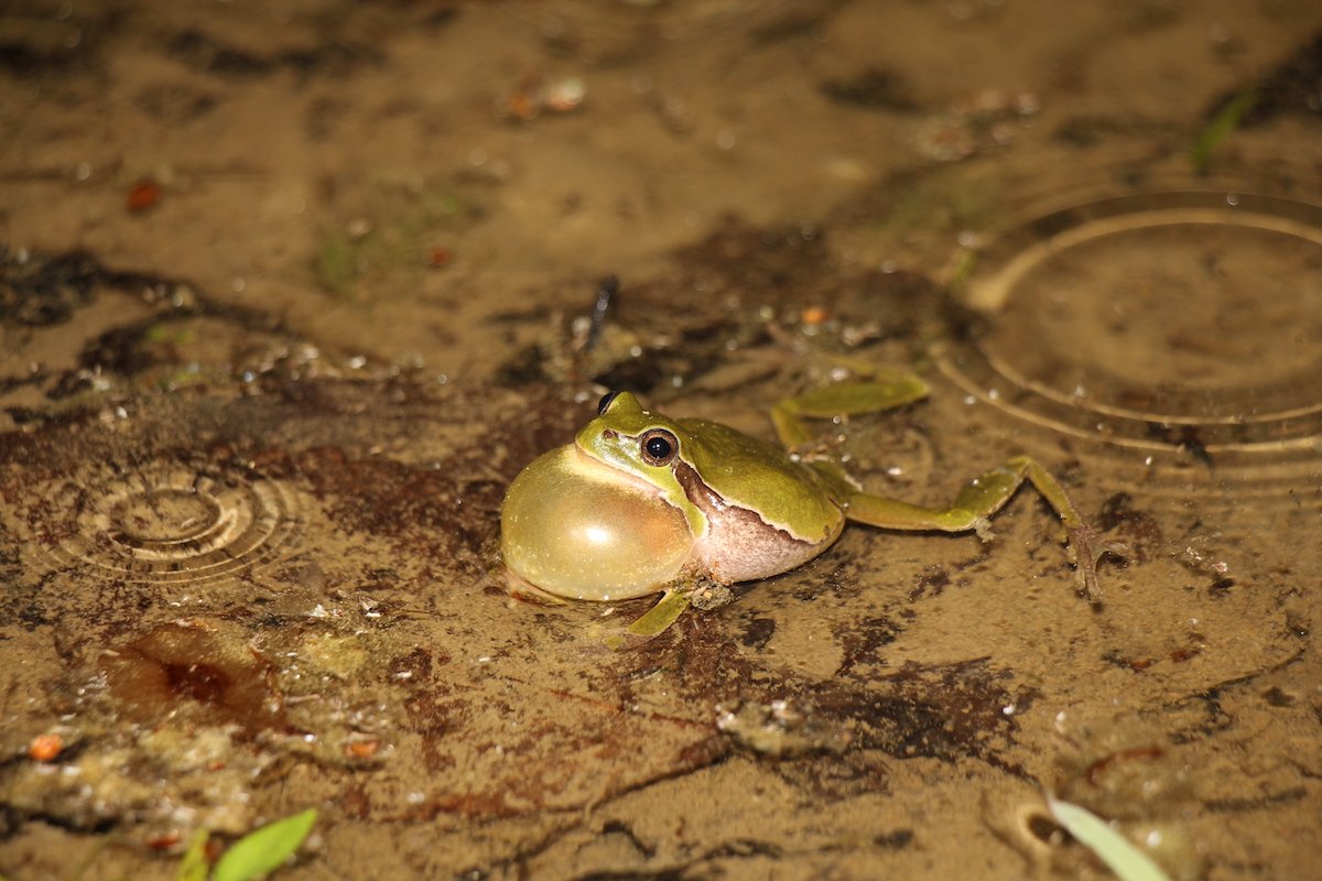 Der Laubfrosch - der Exot unter den Schweizer Amphibien