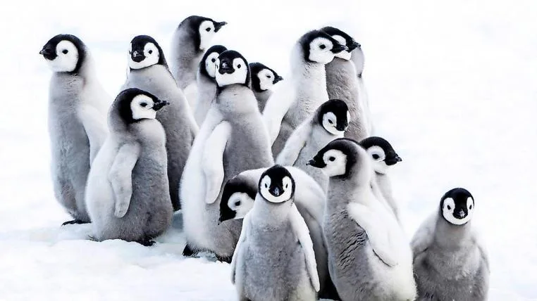 4e65eecd0e0e0f14208d555c6e4275790b0282e2 Reise der Pinguine 2