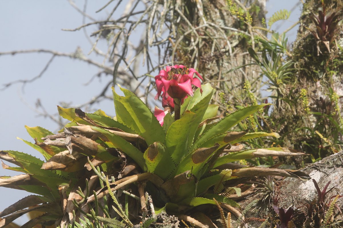 Epiphytische Pflanzen zuhause pflegen, von der Bromelie bis zum Schwertfarn