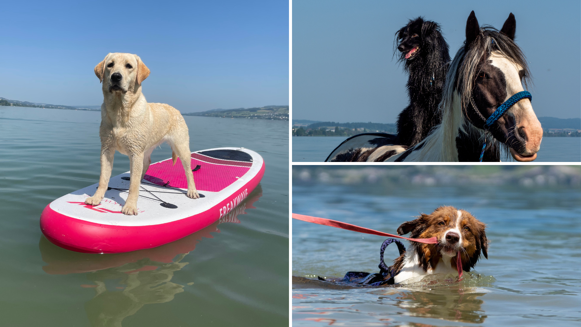 Das sind die 3 besten «Tierischer Badespass»-Fotos