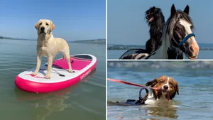 Diese 3 Bilder erhielten die meisten Stimmen.
