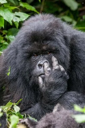 Die Bronzemedaille holte dieser Nasenbohrende Gorilla. «Nearly got it» (deutsch: «Hab ihn fast») von Oli Dreike.