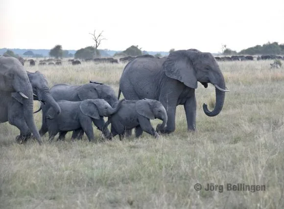 d52d93e477c1a4e2a4035af0b14b862464506130 01-chobe-elefanten.jpg