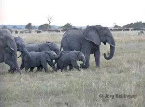 Das Chobe-Nationalpark in Botswana ist ein Paradies für Tiere – und für Safari-Touristen, die diese Tiere gerne bewundern.