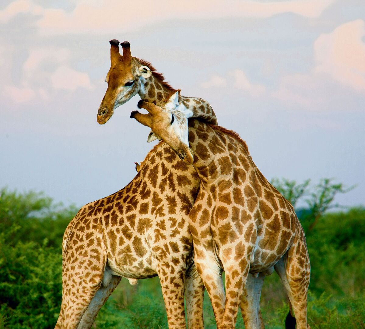 Rund 90 Prozent des Sexualverhaltens unter Giraffen ist homosexuell.