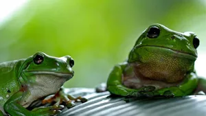 Laubfrösche sollen ihre Ruhe haben:Amphibienlaichgebiete und Recyclingbetriebe passen nicht zusammen – zumindest nicht in Kloten ZH.