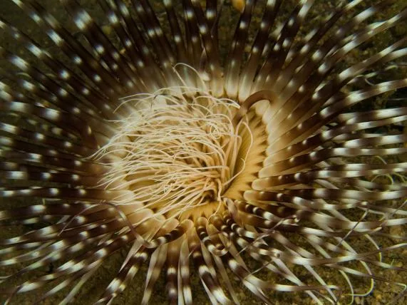 21d76906382628bff08b93808702b5448da4a259 01ceriantharia.jpg