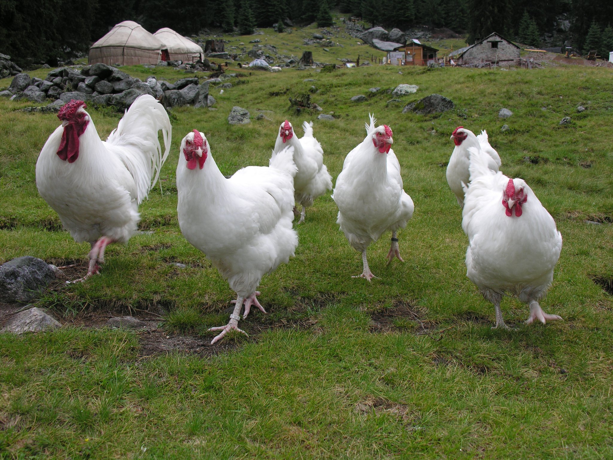 Das Schweizerhuhn: Stolz wie die Eidgenossenschaft