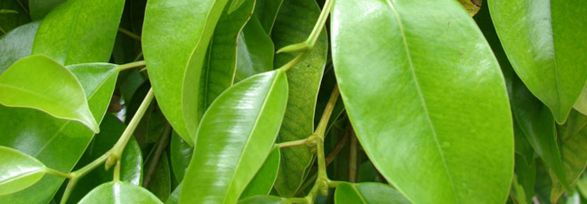Starr_080608-7577_Ficus_benjamina.jpg