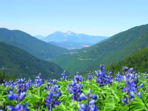 Südtiroler Lupinen: Eine traditionsreiche Pflanze, die als nachhaltiger Kaffeeersatz in der Region Altrei angebaut wird und mit ihrem intensiven, nussigen Geschmack begeistert.