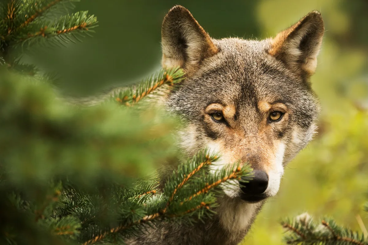 shutterstock_492388564 Der Anblick eines Wolfes im Wald kann faszinieren – oder verängstigen.