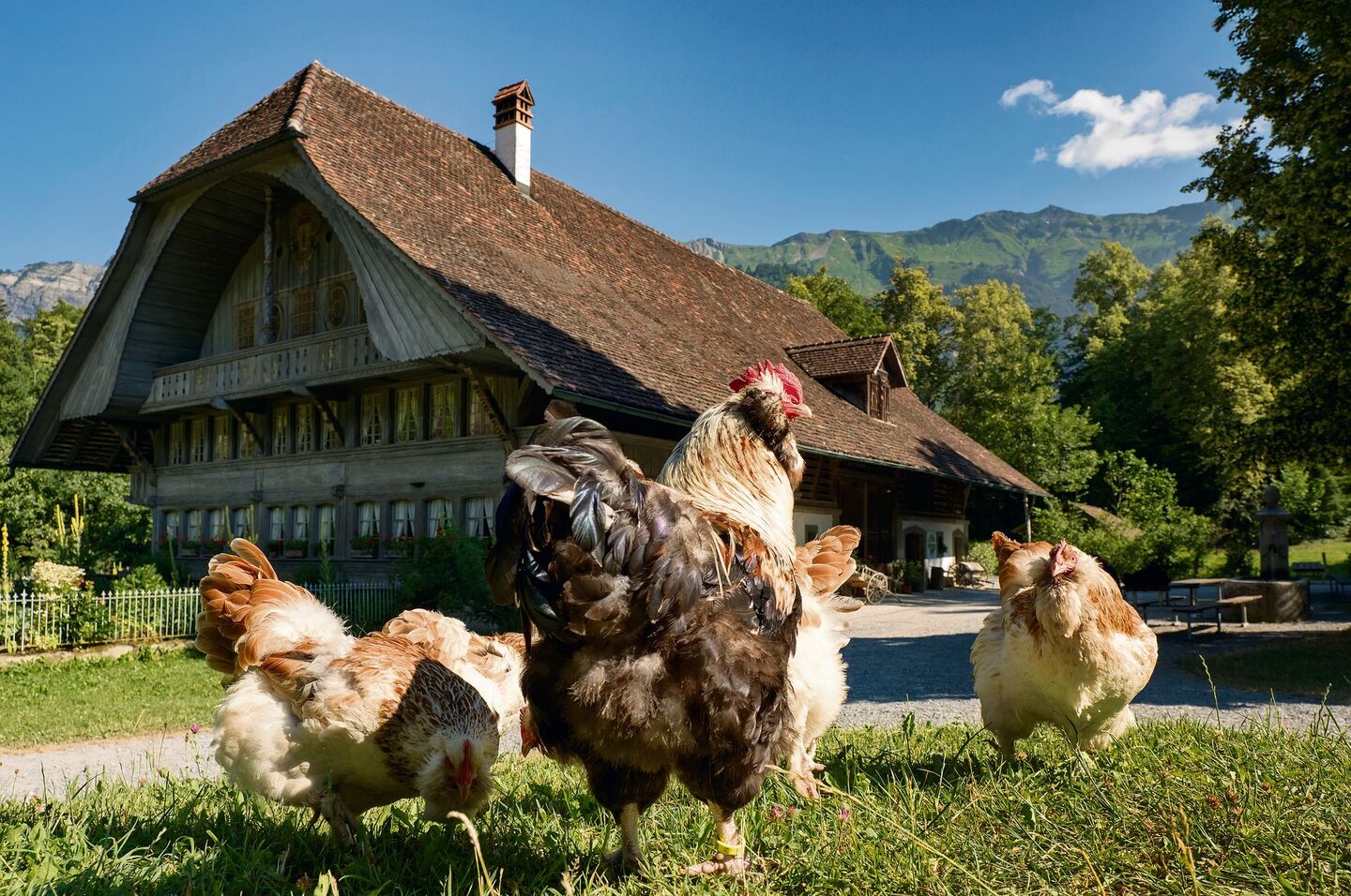 Der Besitzer des prächtigen, in kurzer Zeit erbauten Bauernhauses von Ostermundigen bei Bern konnte sich nicht lange daran erfreuen.