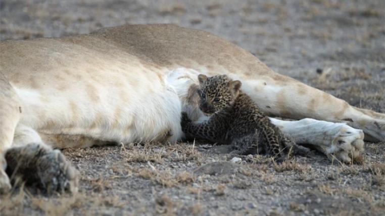 Löwin säugt Leopardenbaby