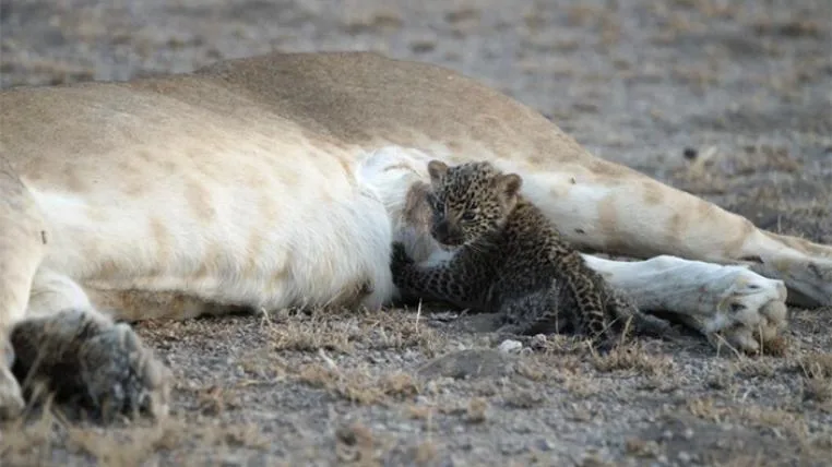 f8d5daf5b79613b173a4572e1e6821944b04b287 Löwin säugt Leopardenbaby