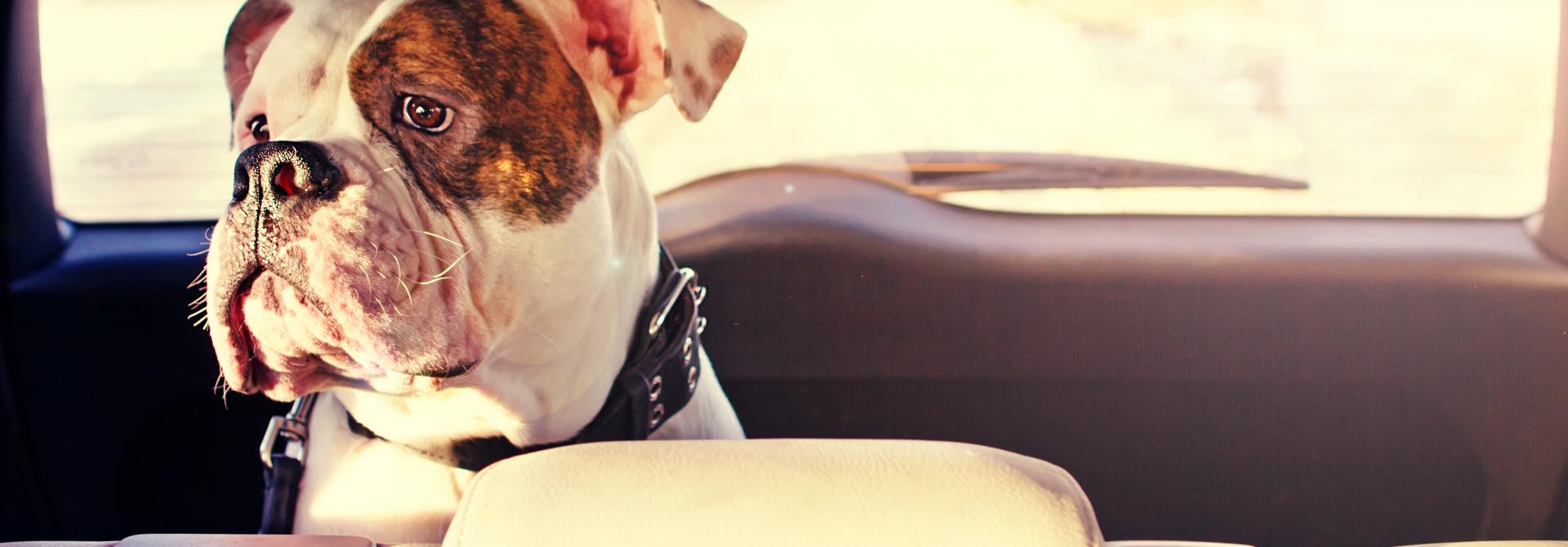 Hund im Auto