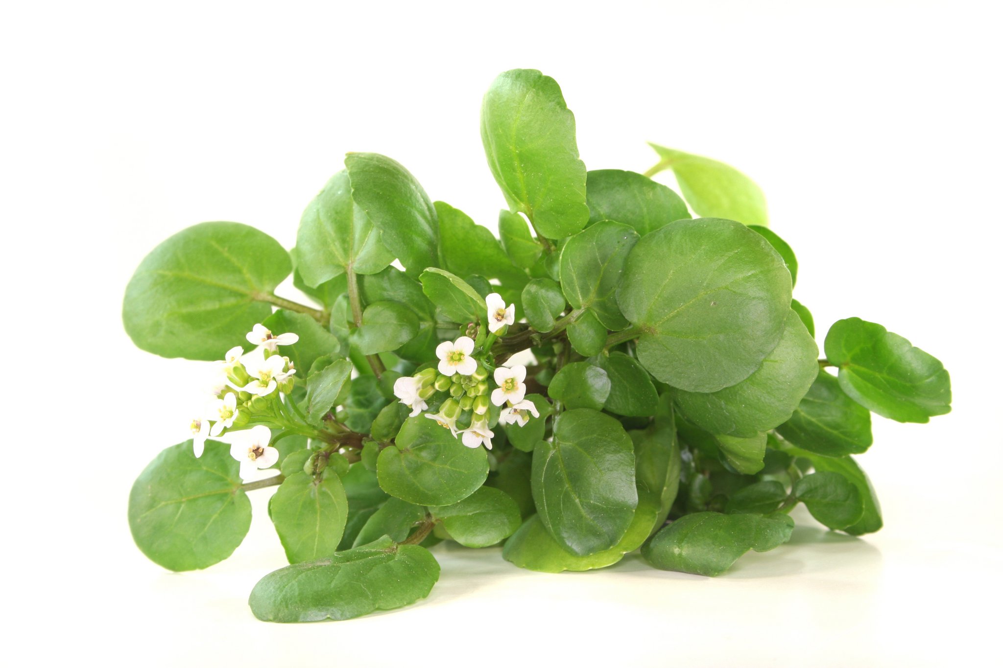 Wilde Brunnenkresse - ein scharfer Vitaminspender