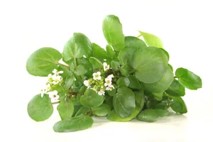 Die Wilde Brunnenkresse verleiht dem Salat die nötige Würze.