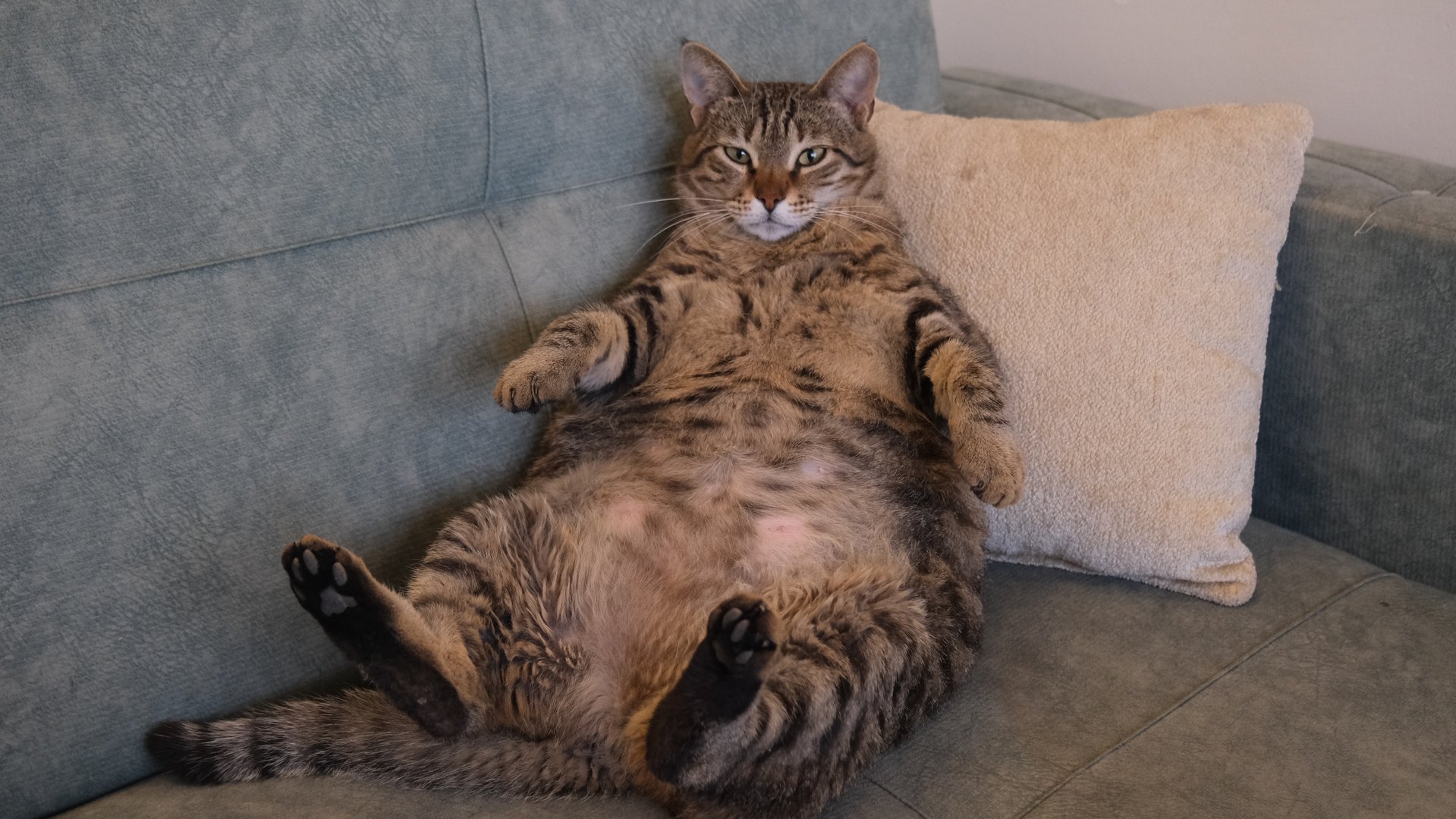 Ozempic für Katzen? US-Studie testet Abnehm-Medikament für übergewichtige Büsis