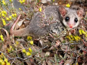Der Östliche Zwergbilchbeutler sieht zwar aus wie ein Nagetier, ist aber ein Beuteltier aus Australien. Seinen Namen trägt er wegen seiner Ähnlichkeit zu den Bilchen (Schlafmäuse).