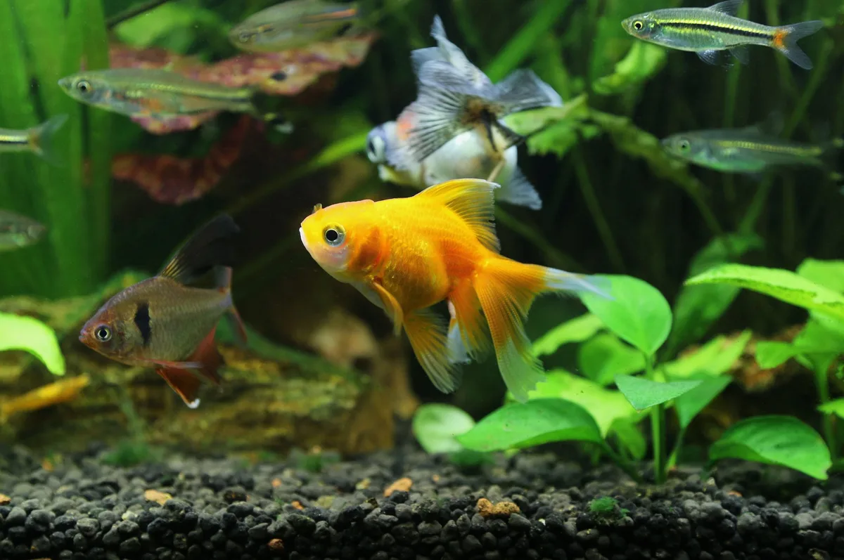 shutterstock_2228893539 Tierheime nehmen immer mehr Fische auf