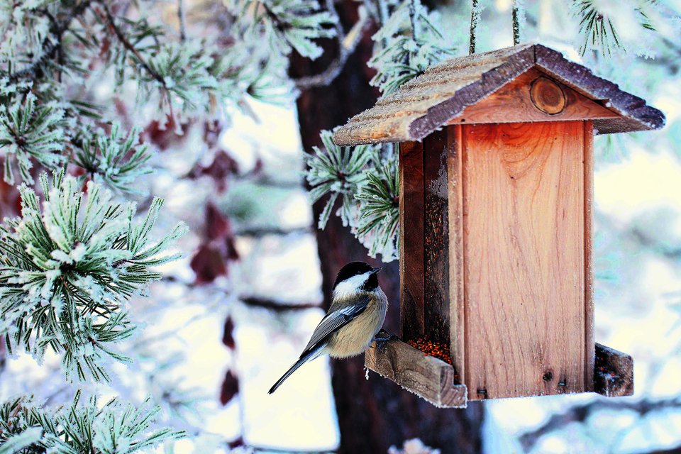 Winterfütterung von Vögeln ist eine gute Gelegenheit, Vögel aus der Nähe zu beobachten.