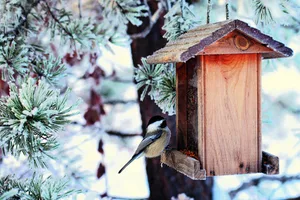 Winterfütterung von Vögeln ist eine gute Gelegenheit, Vögel aus der Nähe zu beobachten.