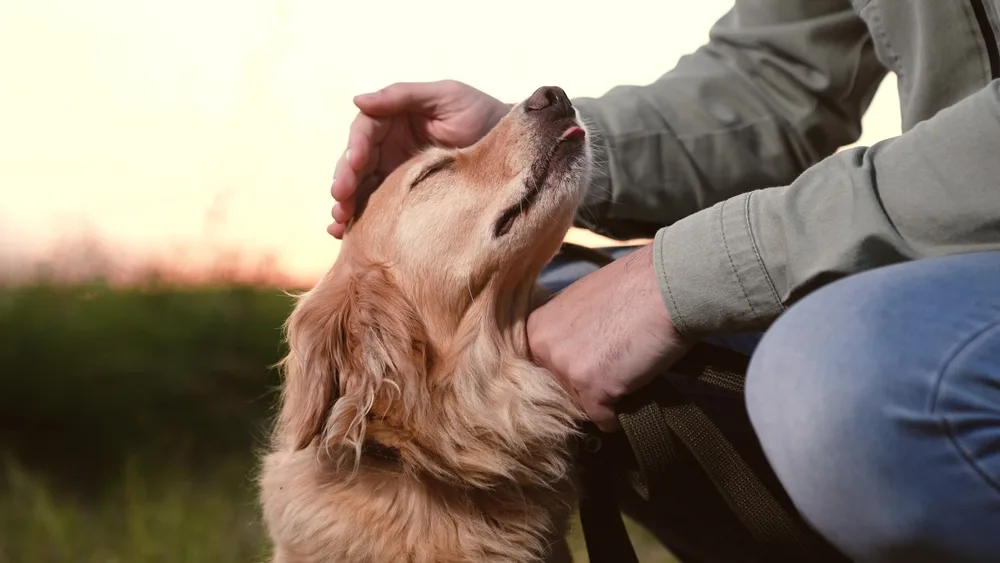 shutterstock_2373433821 Richtig verhalten bei fremden Hunden