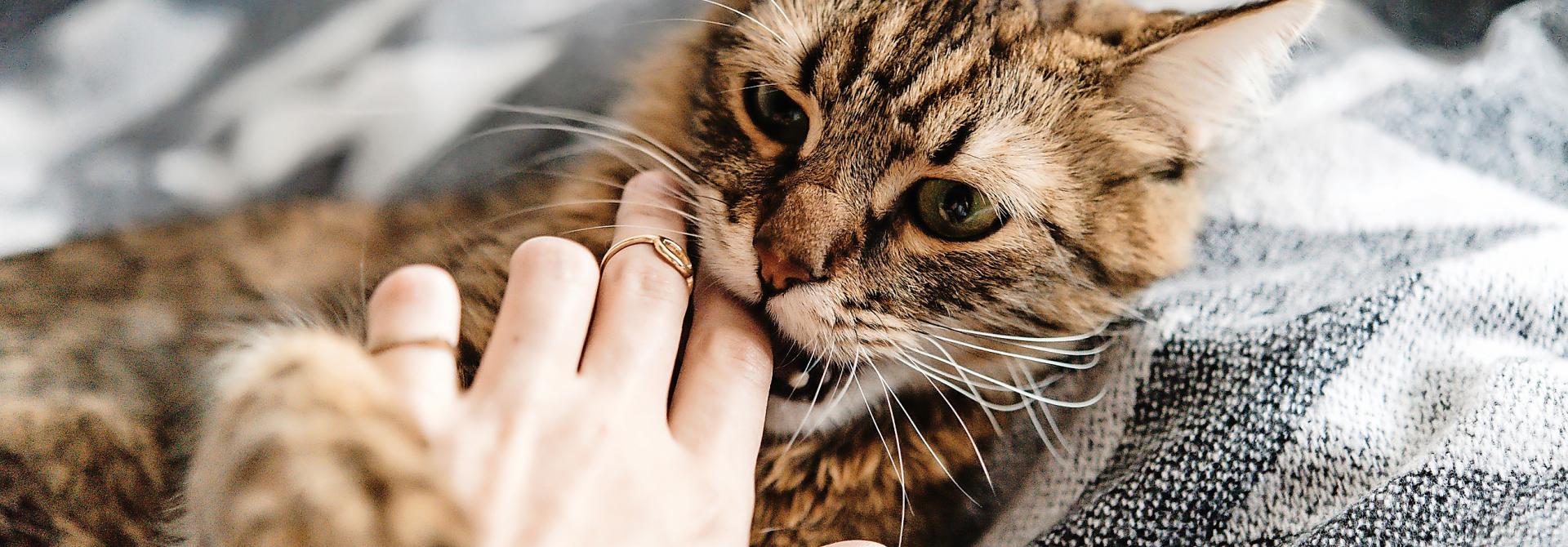 katze-beissattacke.jpg